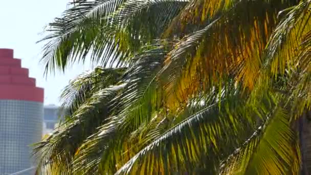 Miami tropikal palmiye ağaçları — Stok video