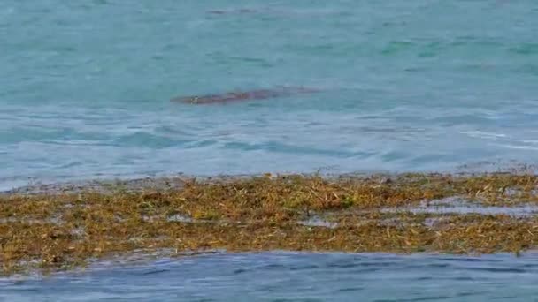 Океан водоростей — стокове відео