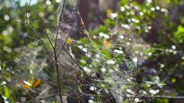 Spider webs close up — Stock Video