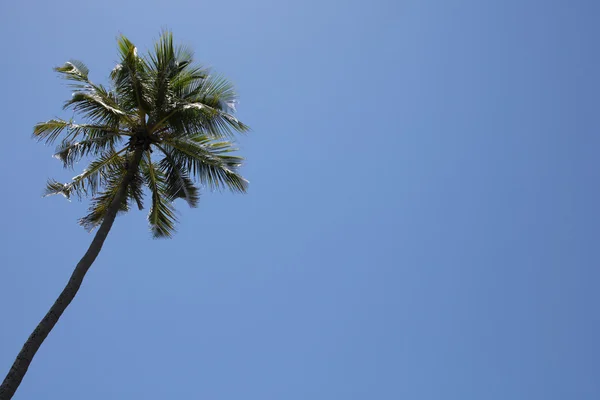Palmy tropikalne — Zdjęcie stockowe