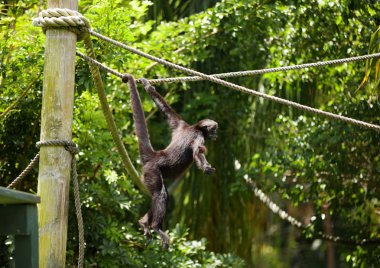 Bir tel örümcek maymun