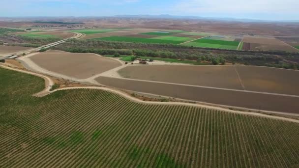 Mooi veld van druiven — Stockvideo