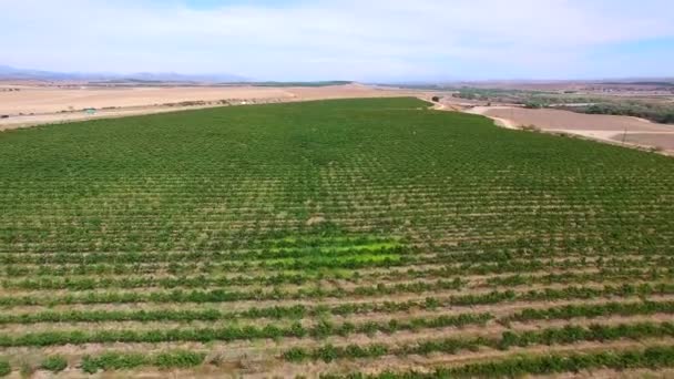 カリフォルニアのブドウ農場 — ストック動画