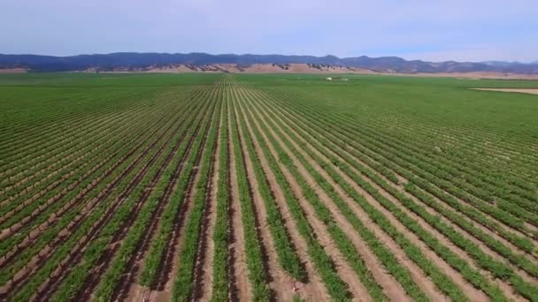 Druif boerderij in Californië — Stockvideo
