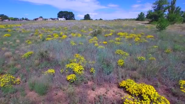 Antenn video av ett fält av blommor — Stockvideo