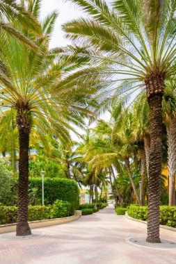 Miami Sahili sahil yolu boyunca yürüme yolu