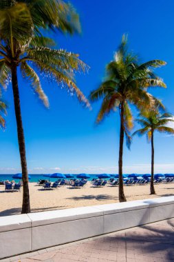 Güney Florida 'nın kış rüzgarlarında palmiyeler sallanıyor. Yıl boyunca sıcak tropikal turizm beldesi