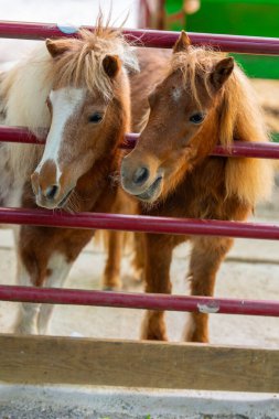 Bir çitin arkasında kafaları rayların arasında olan eşekler.