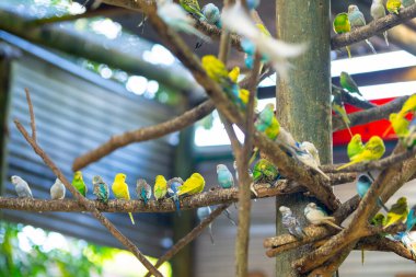 Bir ağaç dalına tünemiş muhabbet kuşları.