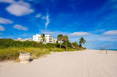 Hollywood Beach Florida 'da kışlar 2025. Bulanık ağaçlara ve gökyüzüne uzun süre maruz kalmak