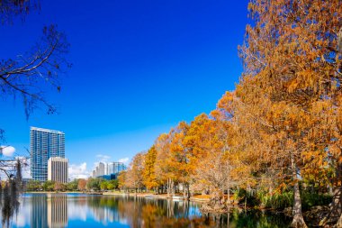 Kış yaprakları Orlando Florida