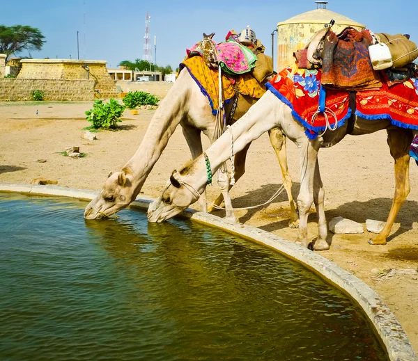 Dois camelos a beber — Fotografia de Stock