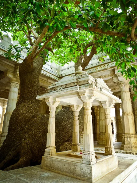 Ranakpur Jain Tapınağı ağacında — Stok fotoğraf