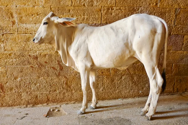Lato candido del vitello — Foto Stock