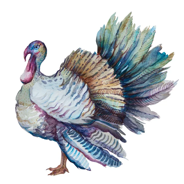 Thanksgiving  turkey watercolor — Stock Photo, Image