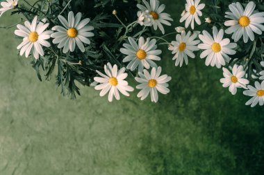 Yeşil arka planda güzel papatya çiçekleri