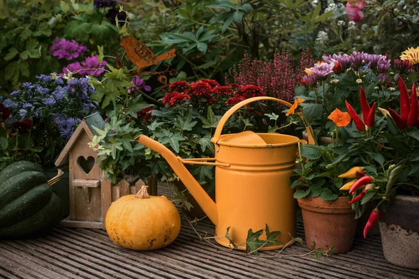 Decoro Autunno Ringraziamento Giardino — Foto Stock