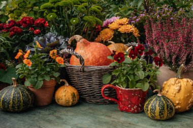 Balkabaklı sonbahar çiçekleri, şükran günü dekorasyonu.
