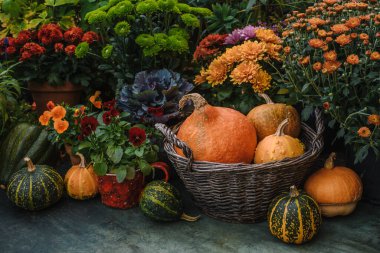 Bahçede balkabakları olan Şükran Günü sonbahar dekoru