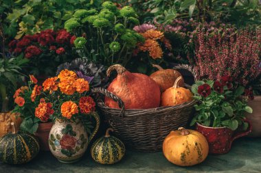 Şükran Günü sonbahar dekoru Sepette, bahçede balkabakları