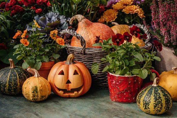 Decoración Halloween Con Calabazas Jardín —  Fotos de Stock