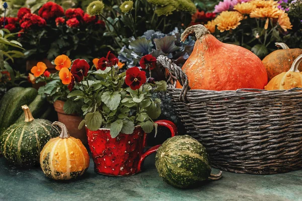 Autumn Decor Pumpkins Garden — Stock Photo, Image