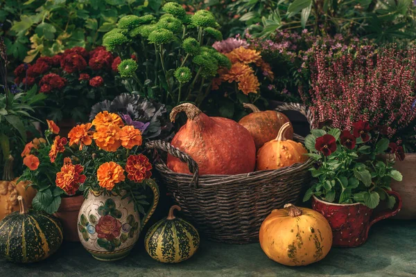Şükran Günü sonbahar dekoru Sepette, bahçede balkabakları