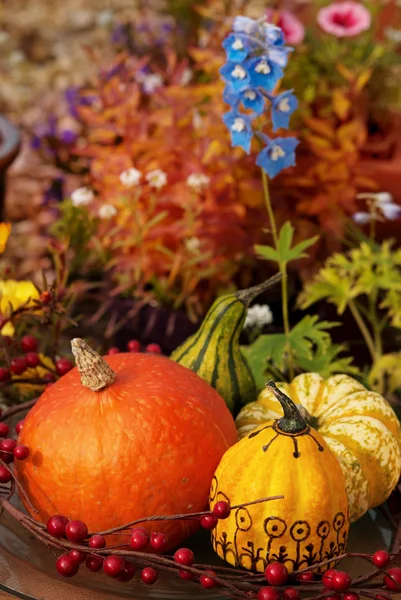 Calabaza en el jardín —  Fotos de Stock