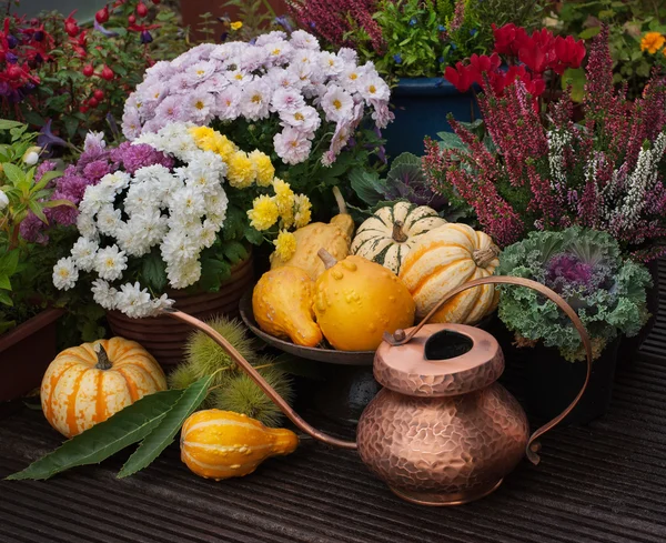 Autumn decor with pumpkins — Stock Photo, Image