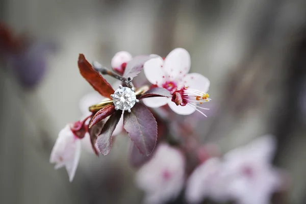 Beautiful brilliant cut diamond engagement ring blurred on flowering plum — Stock Photo, Image