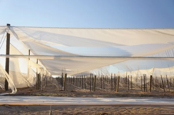 Zarar görmüş saç ekimi