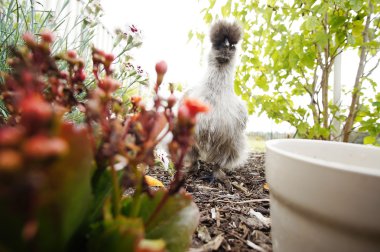 Arka bahçesinde tavuk Bahçe - meraklı