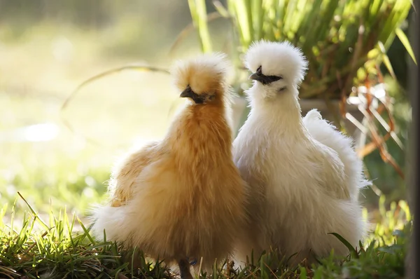 Galinhas de aves de capoeira de quintal — Fotografia de Stock