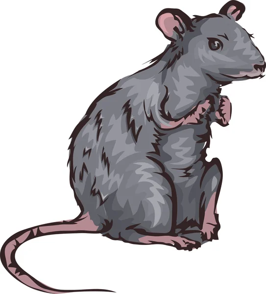 Rato cinzento sentado — Fotografia de Stock