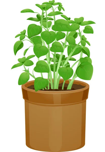 Potted Basil Plant — Stock Photo, Image