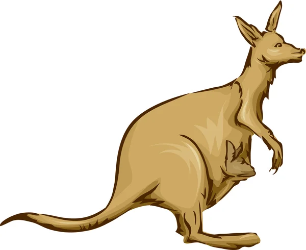 Kangaroo Carrying its Baby — Stock Photo, Image