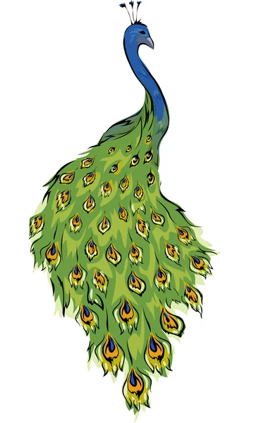 Павлин с разноцветными перьями — стоковое фото