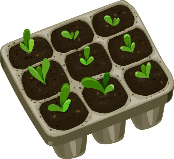 Seedling Tray with Saplings — Stock Photo, Image