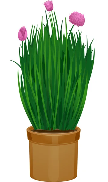 Potted Chives Blooming — Stock Photo, Image