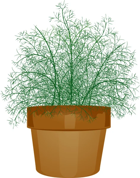 Topfpflanze Dill — Stockfoto