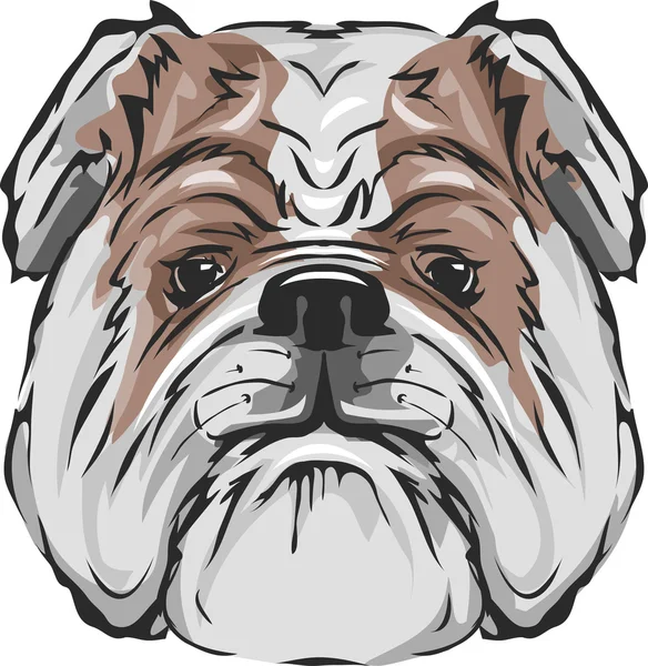 Strakaté Bulldog Head — Stock fotografie