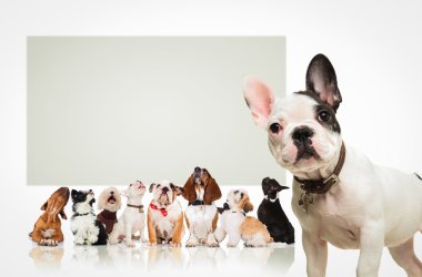 Birçok köpek billboard ararken önünde köpek yavrusu