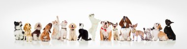büyük bir grup meraklı köpek ve kedi arıyorum