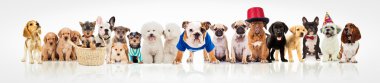 Köpekler beyaz arka plan üzerinde büyük bir grup