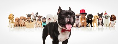 Fransız bulldog köpekler paketi önünde dilini dışarı yapışmasını