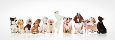 büyük bir grup meraklı köpek ve köpek yavruları ararken