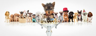 Yorkshire terrier köpekleri paketi önünde kazanma