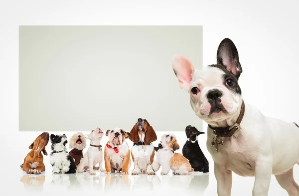 Puppy  in front of  many dogs looking up at billboard — Stock Photo, Image