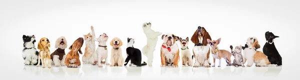 Stor grupp av nyfikna hundar och katter söker — Stockfoto
