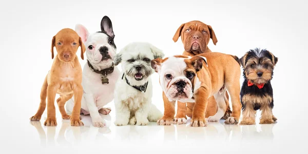 Sei cani cucciolo carino di razze diverse in piedi insieme — Foto Stock